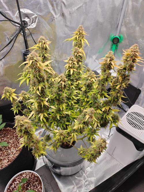 Stress Killer CBD Auto Royal Queen Seeds. Week 13 - Day 85