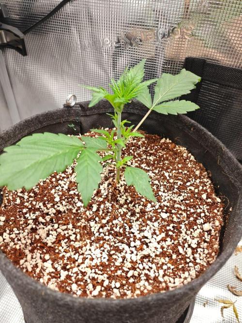 Cosmos F1 by RQS in coco. Week 3 - Day 18