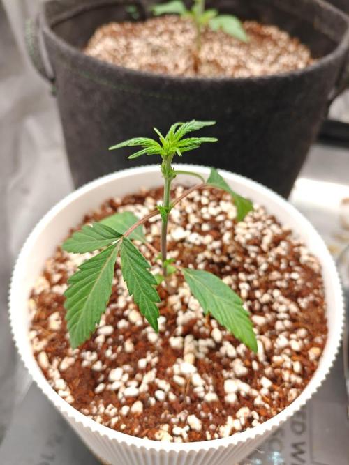 Royal CBDV auto by RQS in 3D printed pot. Week 3 - Day 18