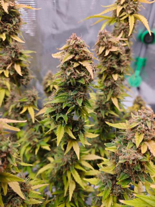 Stress Killer CBD Auto Royal Queen Seeds. Week 13 - Day 86