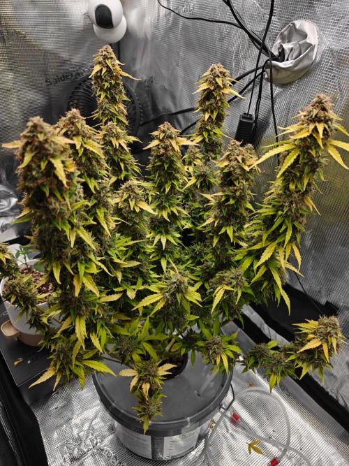 Stress Killer CBD Auto Royal Queen Seeds. Week 13 - Day 86