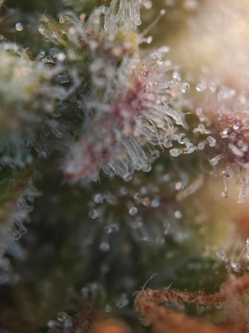 Stress Killer CBD Auto Royal Queen Seeds. Week 13 - Day 86