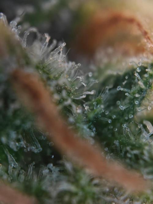 Stress Killer CBD Auto Royal Queen Seeds. Week 13 - Day 86