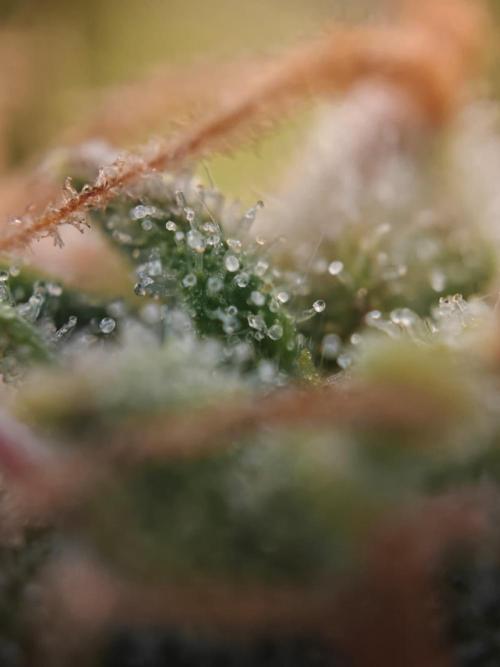 Stress Killer CBD Auto Royal Queen Seeds. Week 13 - Day 86