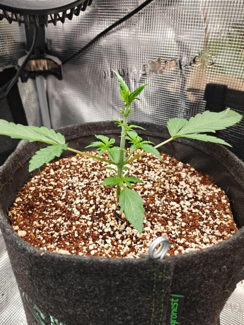 Cosmos F1 by RQS in coco. Week 3 - Day 19