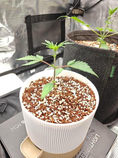 Royal CBDV auto by RQS in 3D printed pot. Week 3 - Day 19