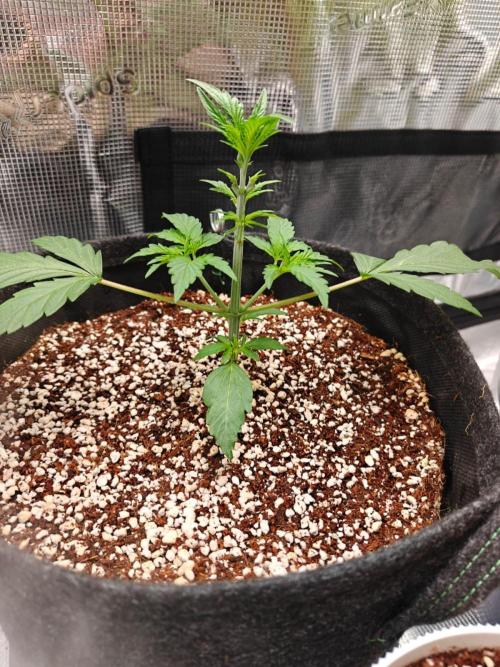 Cosmos F1 by RQS in coco. Week 3 - Day 20