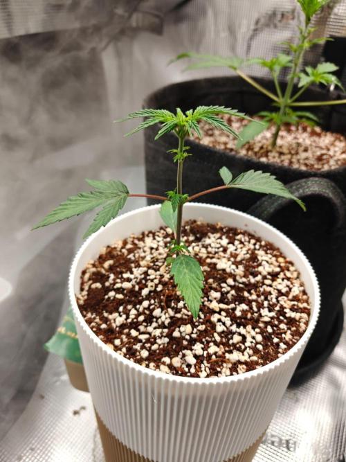 Royal CBDV auto by RQS in 3D printed pot. Week 3 - Day 20