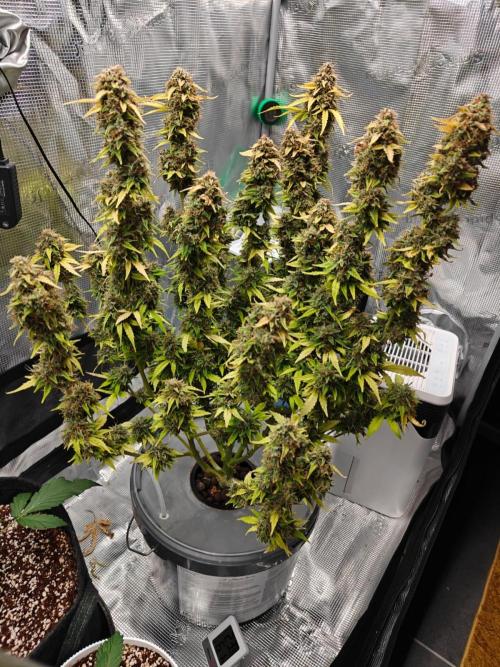 Stress Killer CBD Auto Royal Queen Seeds. Week 13 - Day 87