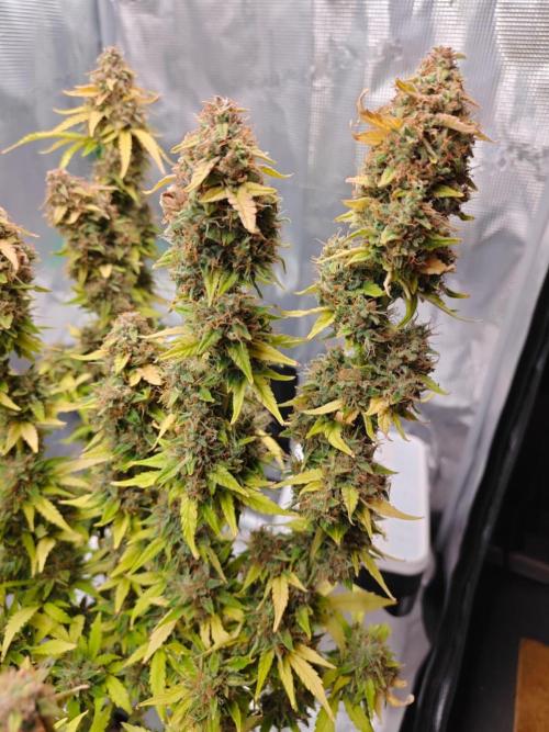 Stress Killer CBD Auto Royal Queen Seeds. Week 13 - Day 88