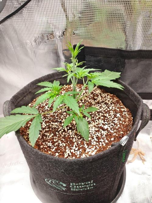 Cosmos F1 by RQS in coco. Week 3 - Day 21