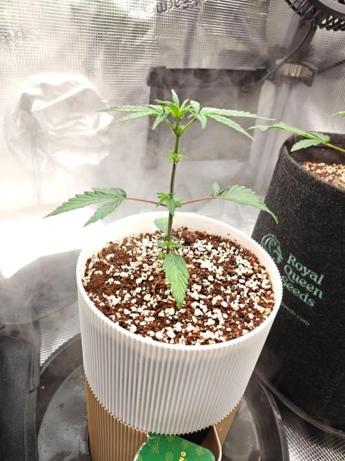 Royal CBDV auto by RQS in 3D printed pot. Week 3 - Day 21