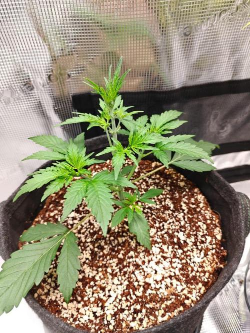 Cosmos F1 by RQS in coco. Week 4 - Day 21
