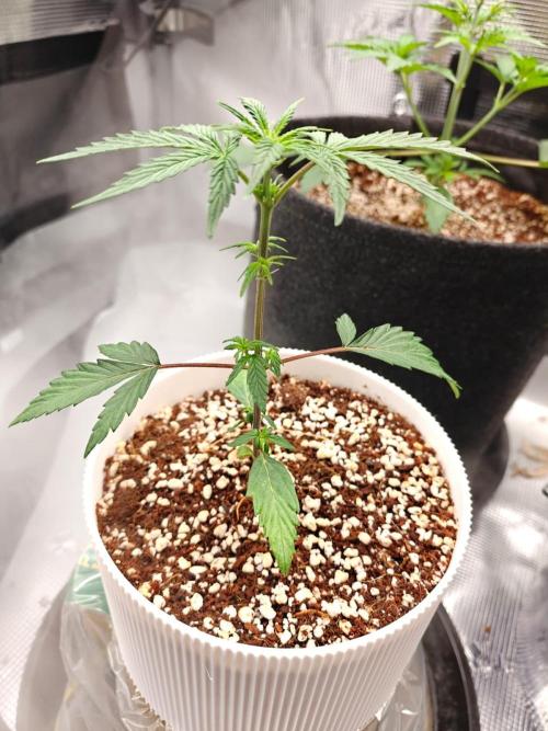 Royal CBDV auto by RQS in 3D printed pot. Week 4 - Day 21