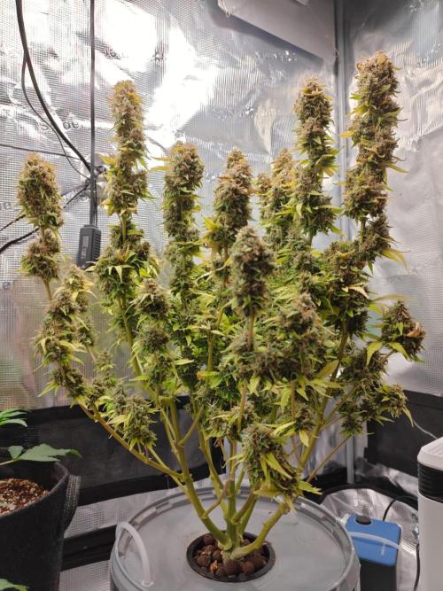 Stress Killer CBD Auto Royal Queen Seeds. Week 13 - Day 89