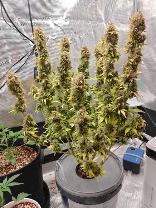 Stress Killer CBD Auto Royal Queen Seeds. Week 13 - Day 89