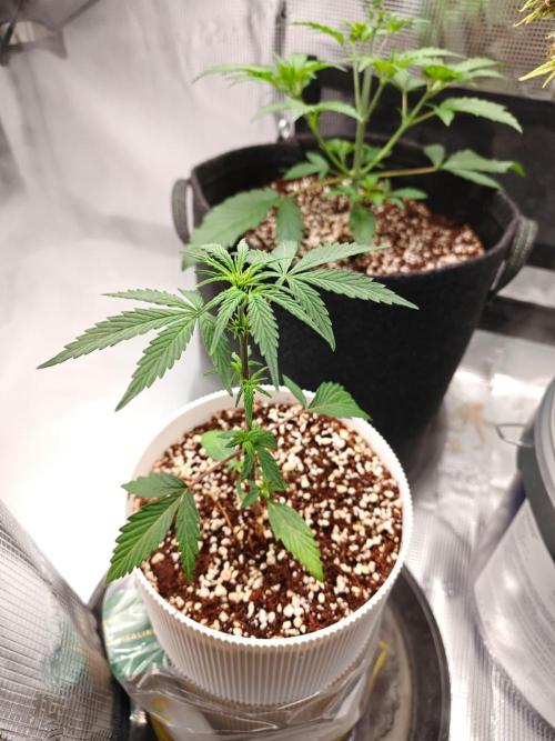 Royal CBDV auto by RQS in 3D printed pot. Week 4 - Day 22