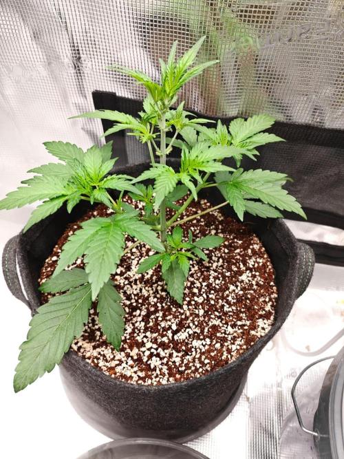 Cosmos F1 by RQS in coco. Week 4 - Day 22