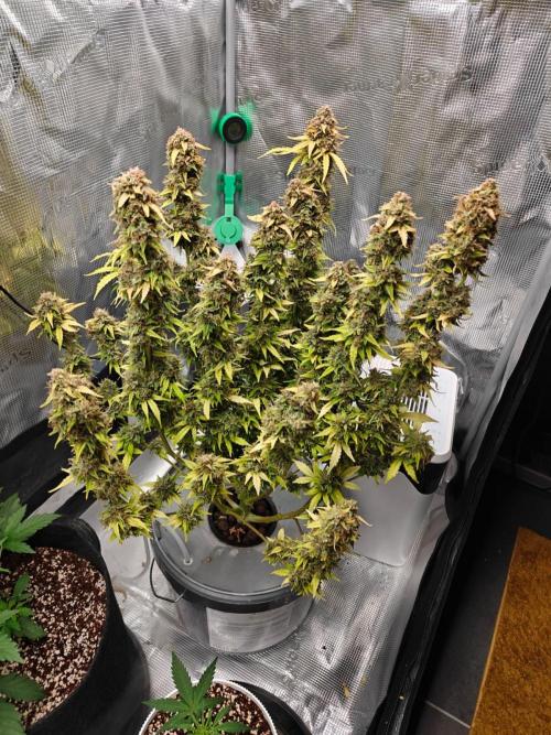 Stress Killer CBD Auto Royal Queen Seeds. Week 13 - Day 90