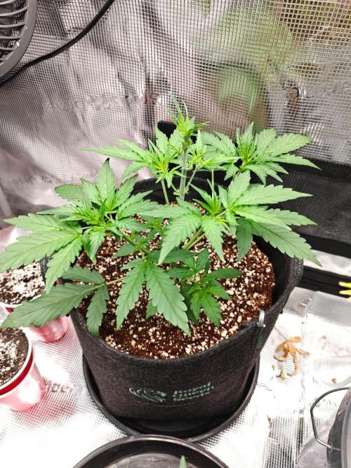 Cosmos F1 by RQS in coco. Week 4 - Day 23