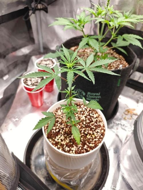 Royal CBDV auto by RQS in 3D printed pot. Week 4 - Day 24