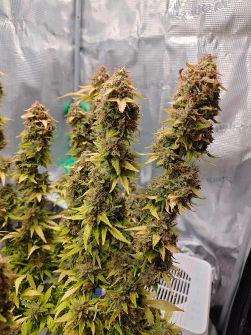 Stress Killer CBD Auto Royal Queen Seeds. Week 14 - Day 91