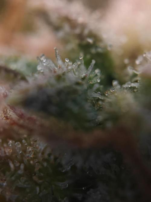 Stress Killer CBD Auto Royal Queen Seeds. Week 14 - Day 91