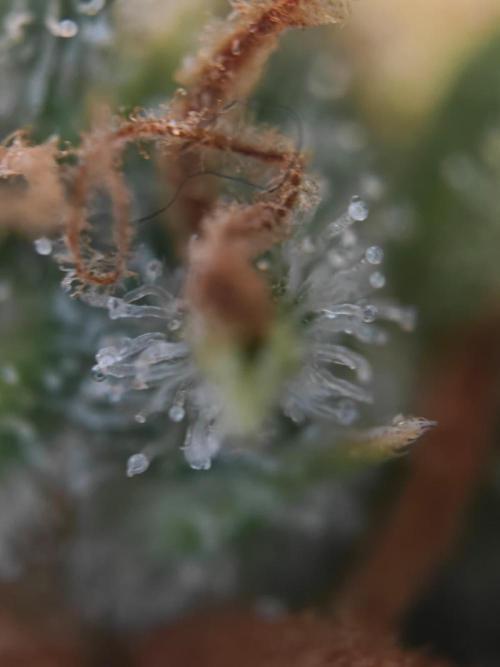 Stress Killer CBD Auto Royal Queen Seeds. Week 14 - Day 91