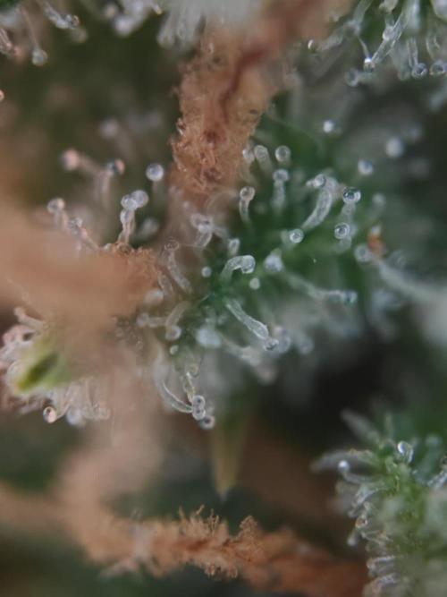 Stress Killer CBD Auto Royal Queen Seeds. Week 14 - Day 91