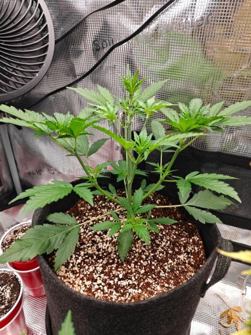 Cosmos F1 by RQS in coco. Week 4 - Day 24