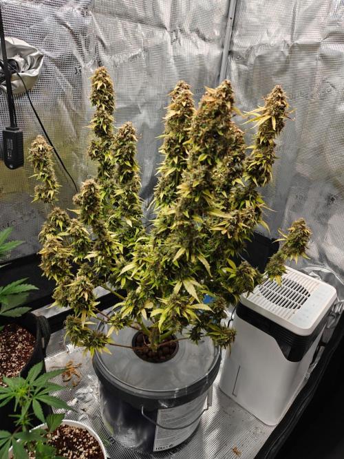 Stress Killer CBD Auto Royal Queen Seeds. Week 14 - Day 92