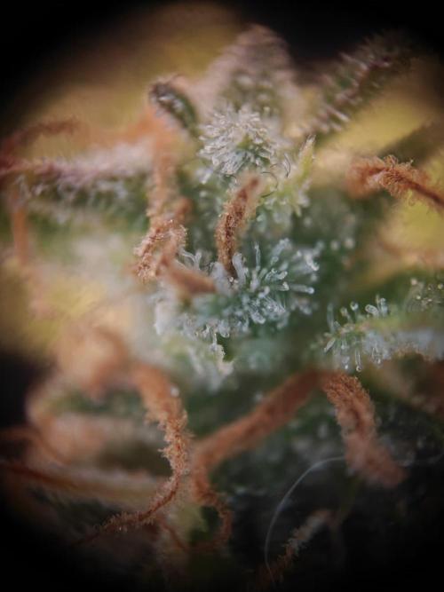 Stress Killer CBD Auto Royal Queen Seeds. Week 14 - Day 93