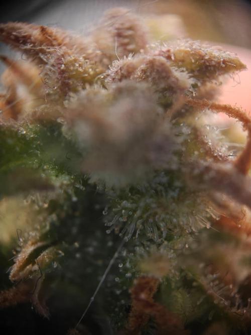 Stress Killer CBD Auto Royal Queen Seeds. Week 14 - Day 93