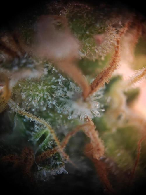 Stress Killer CBD Auto Royal Queen Seeds. Week 14 - Day 93