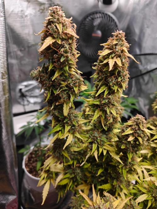 Stress Killer CBD Auto Royal Queen Seeds. Week 14 - Day 93