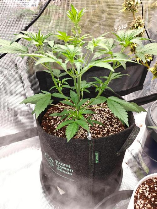 Cosmos F1 by RQS in coco. Week 4 - Day 25