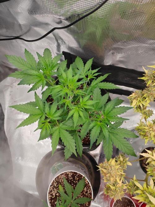 Cosmos F1 by RQS in coco. Week 4 - Day 25