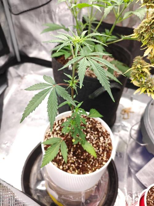 Royal CBDV auto by RQS in 3D printed pot. Week 4 - Day 25