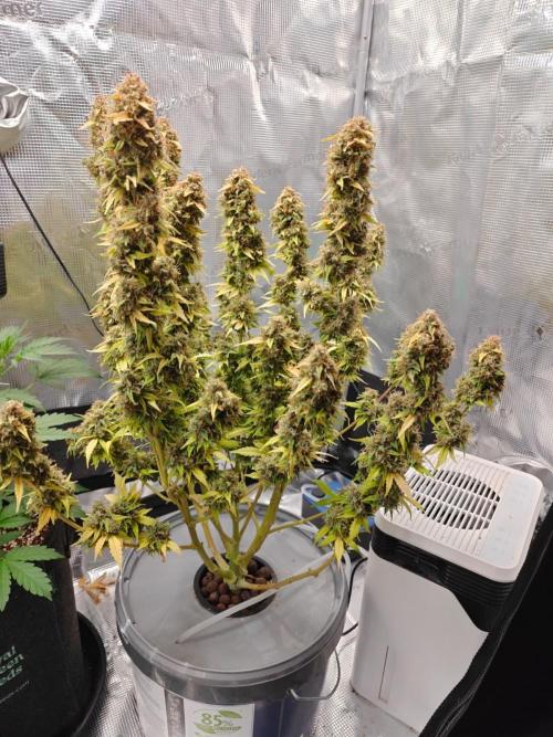 Stress Killer CBD Auto Royal Queen Seeds. Week 14 - Day 94