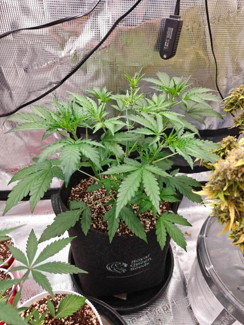 Cosmos F1 by RQS in coco. Week 4 - Day 26