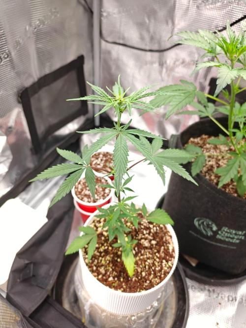 Royal CBDV auto by RQS in 3D printed pot. Week 4 - Day 26