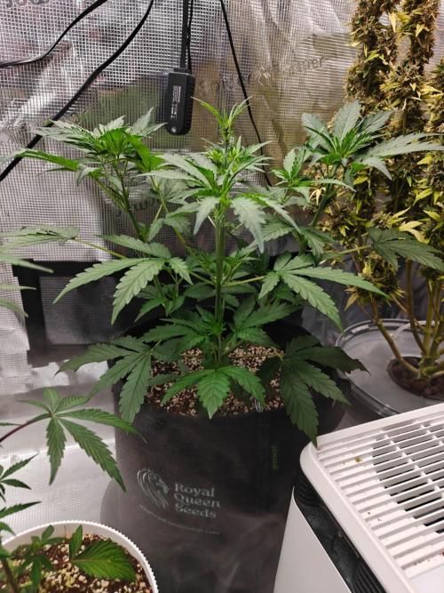 Cosmos F1 by RQS in coco. Week 4 - Day 27