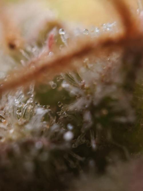 Stress Killer CBD Auto Royal Queen Seeds. Week 14 - Day 95