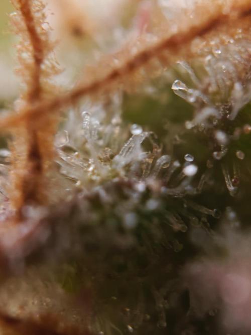 Stress Killer CBD Auto Royal Queen Seeds. Week 14 - Day 95