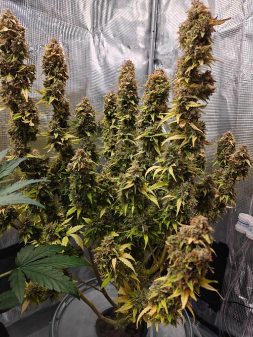 Stress Killer CBD Auto Royal Queen Seeds. Week 14 - Day 95