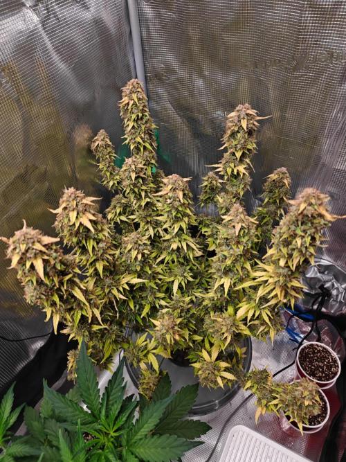 Stress Killer CBD Auto Royal Queen Seeds. Week 14 - Day 95