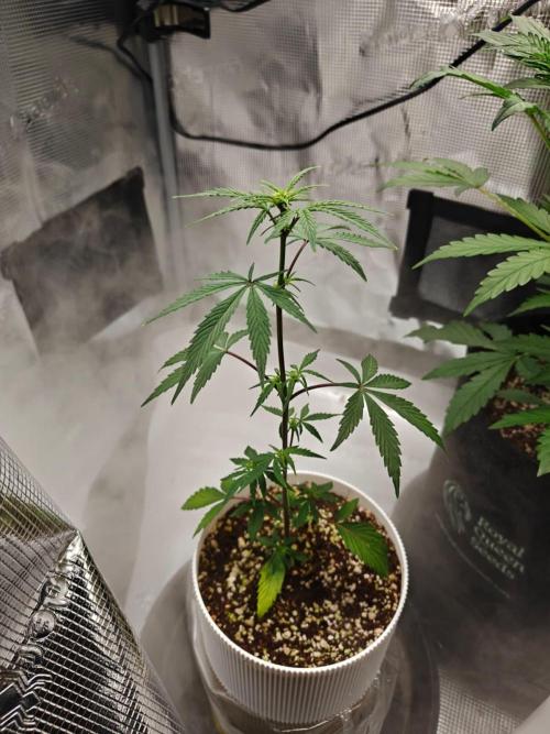 Royal CBDV auto by RQS in 3D printed pot. Week 4 - Day 27