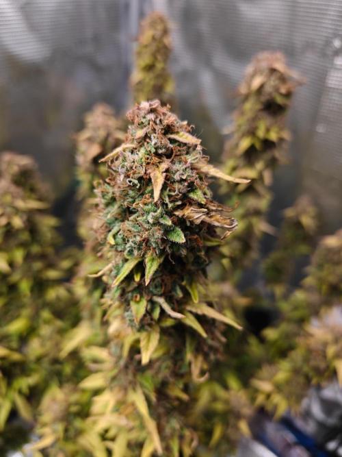 Stress Killer CBD Auto Royal Queen Seeds. Week 14 - Day 96