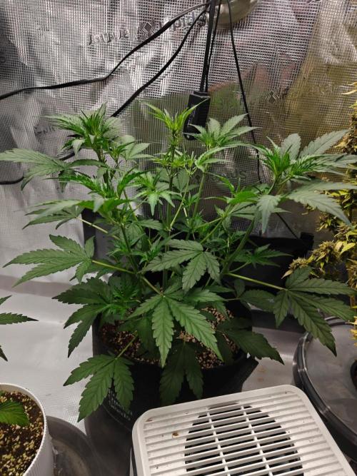 Cosmos F1 by RQS in coco. Week 5 - Day 28