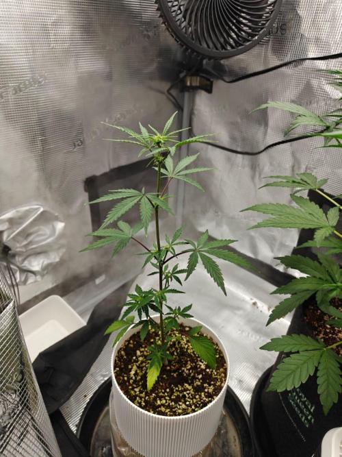 Royal CBDV auto by RQS in 3D printed pot. Week 5 - Day 28
